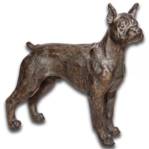 Bronze Boxer Dog